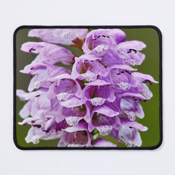 Item preview, False Dragonhead designed and sold by Eidetic Photos.