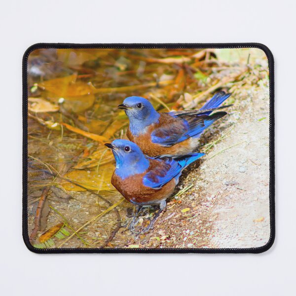 Item preview, Lovely Male Western Blue Birds designed and sold by simonjayphotos.