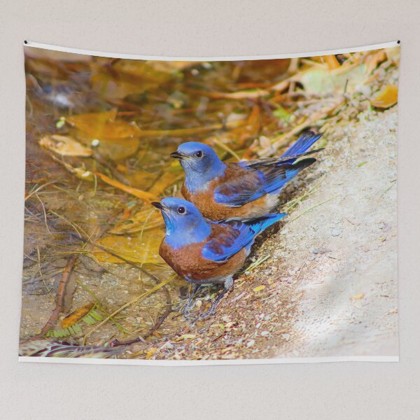 Item preview, Lovely Male Western Blue Birds designed and sold by simonjayphotos.