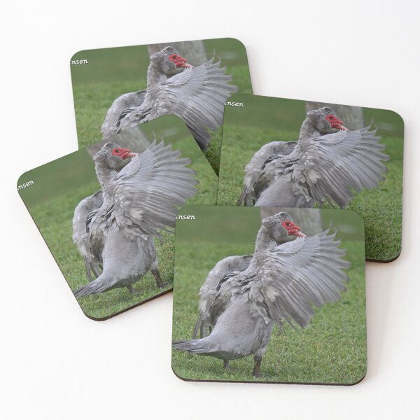 Item preview, Muscovy duck  designed and sold by Glennphotos.