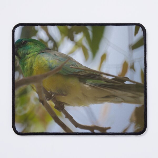 Item preview, Red Rumped Parrot  designed and sold by D-GaP.