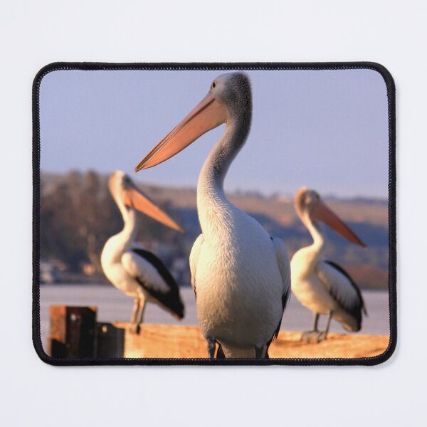 Item preview, Pelicans on lookout designed and sold by jwwallace.