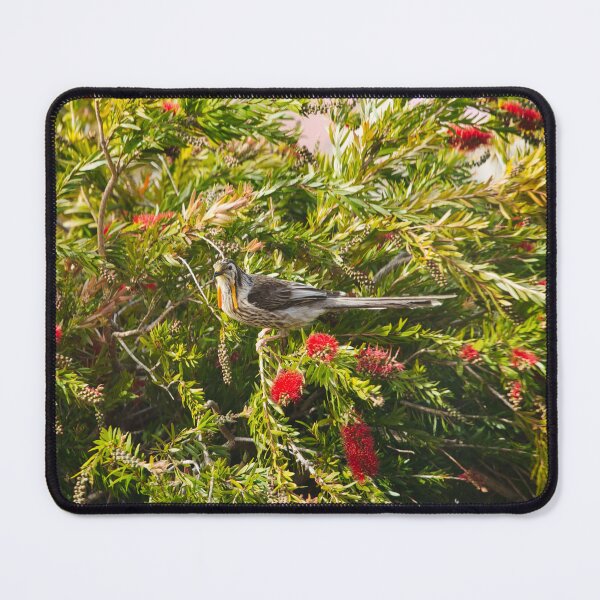 Item preview, Yellow Wattle bird amongst the Banksia trees designed and sold by NicBucci.