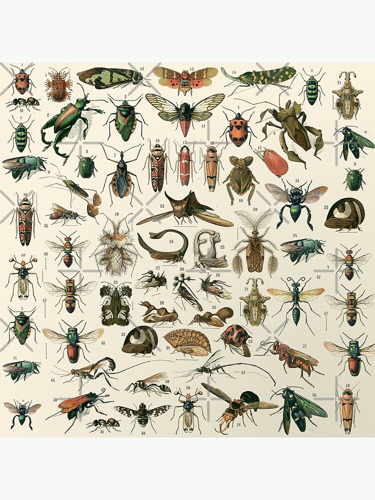 Insects 2 by Salocin