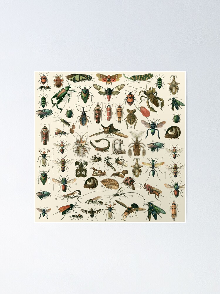 Alternate view of Insects 2 Poster