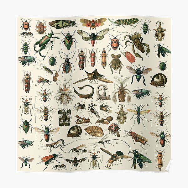 Insects 2 Poster