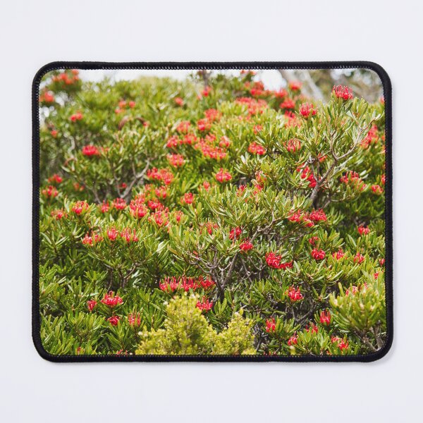Item preview, Waratah Grove in Tasmania Australia designed and sold by NicBucci.