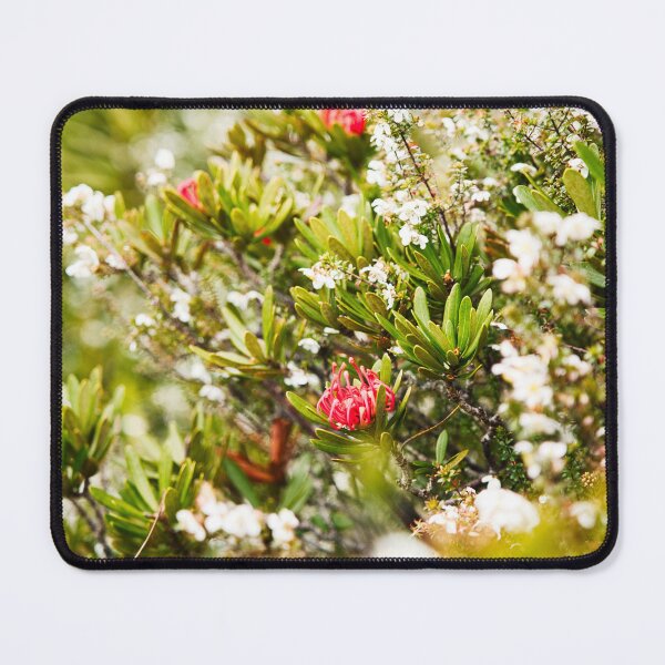 Item preview, Waratah flower in bloom designed and sold by NicBucci.