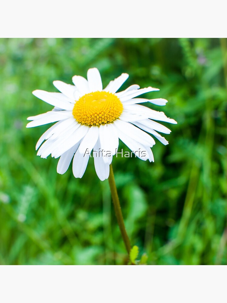 Daisy by plasticflower