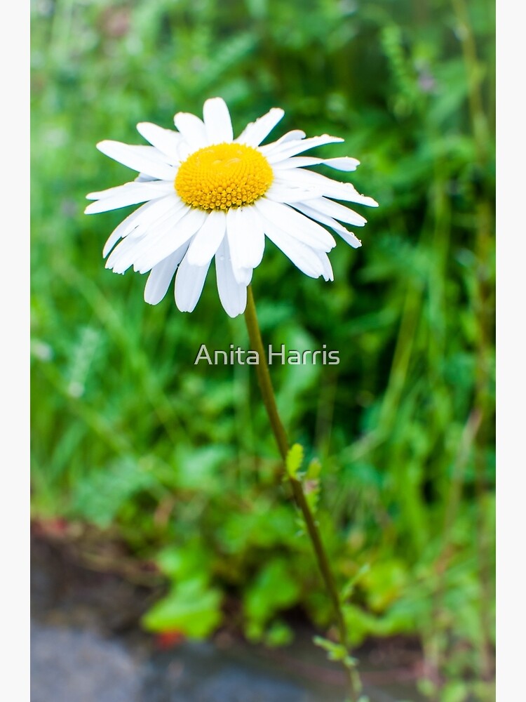 Daisy by plasticflower
