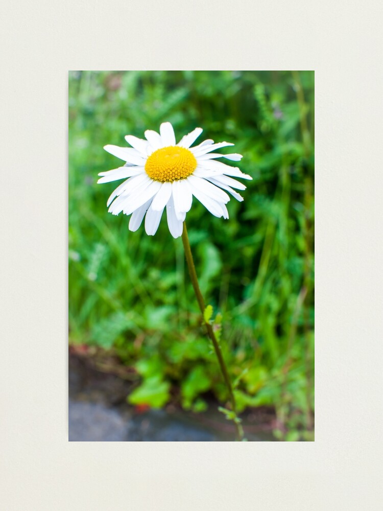 Alternate view of Daisy Photographic Print