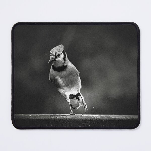 Item preview, Blue Jay in B&W designed and sold by Del Phoenix Photography.