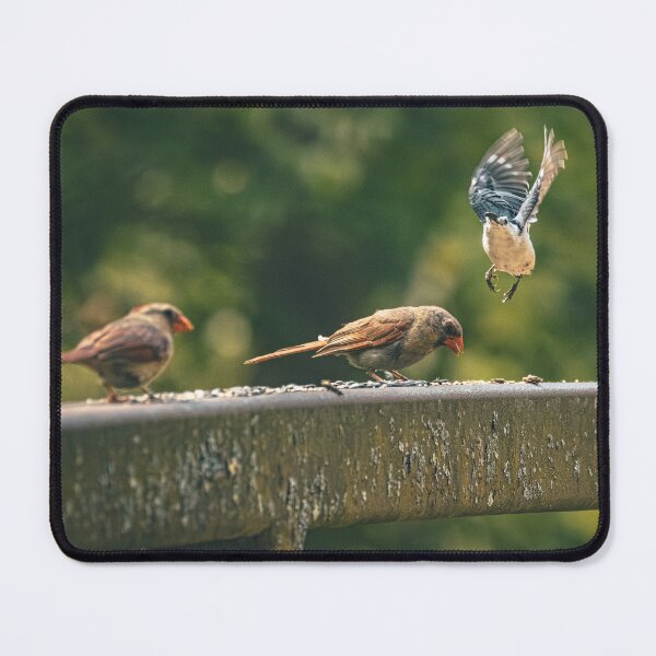 Item preview, Birds Doing Bird Stuff designed and sold by Del Phoenix Photography.