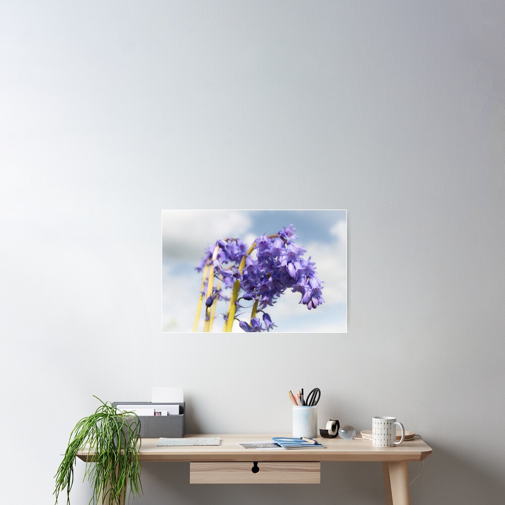 Bluebell Poster