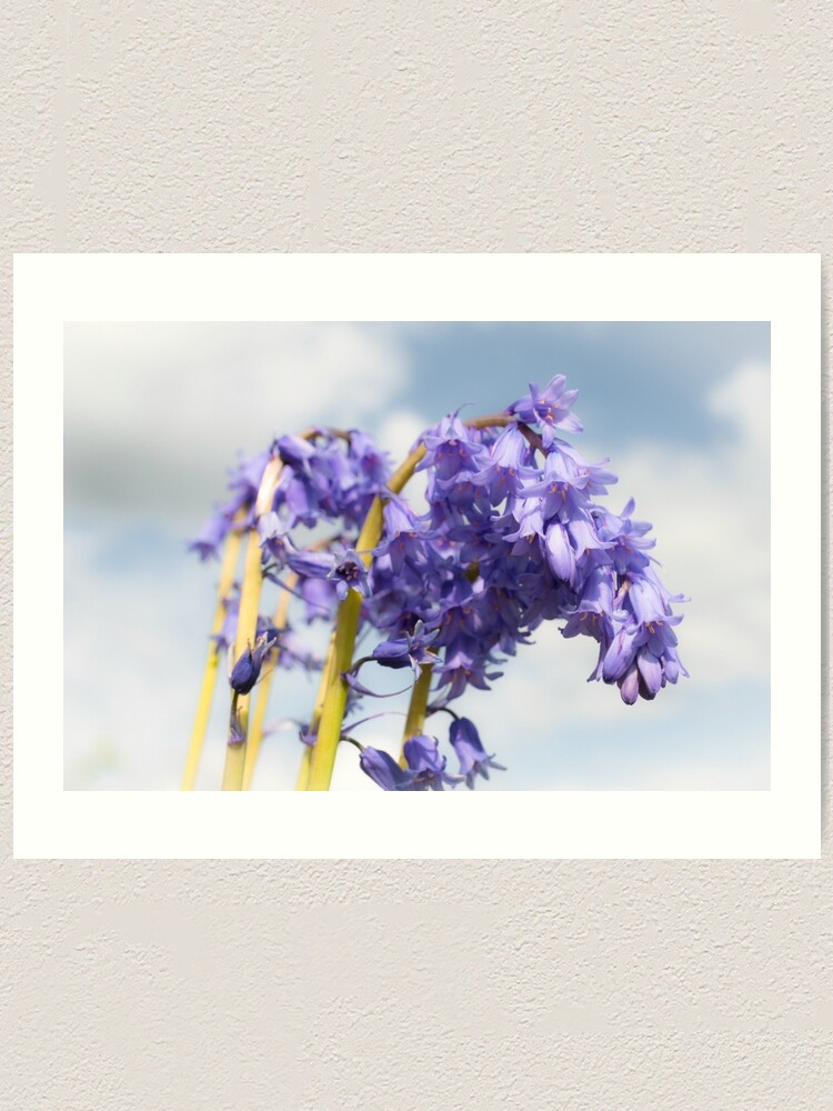 Alternate view of Bluebell Art Print
