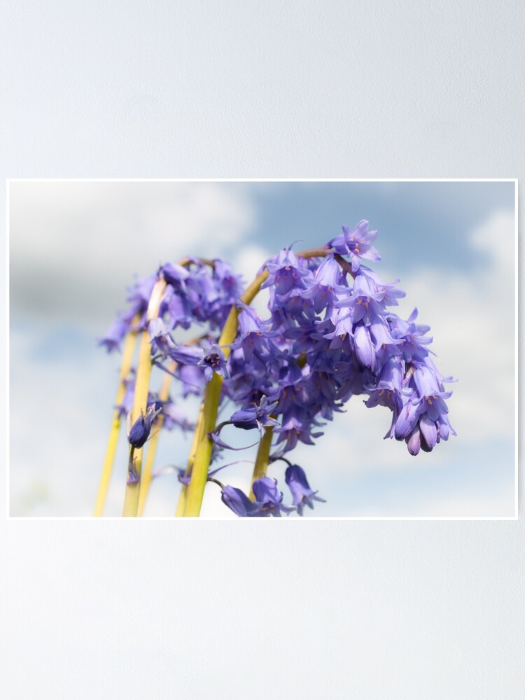 Alternate view of Bluebell Poster