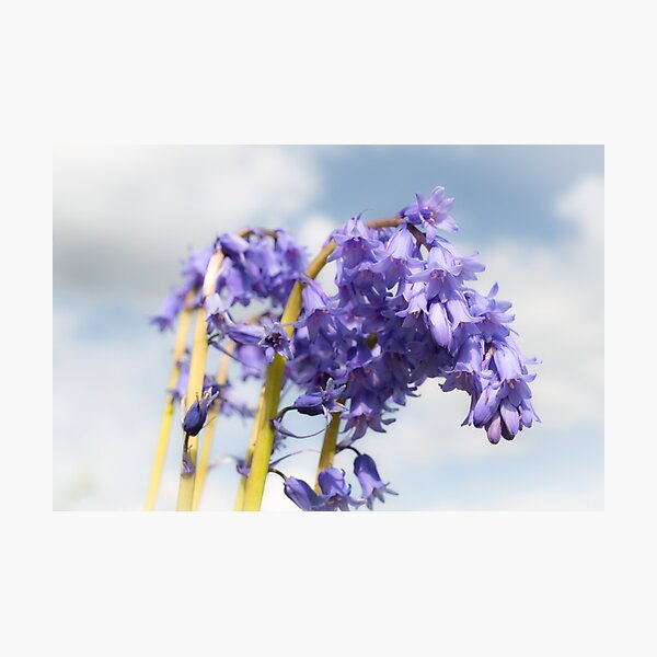 Bluebell Photographic Print