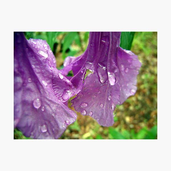 Glistening Photographic Print