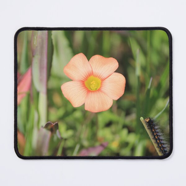 Item preview, Orange Oxalis Six  designed and sold by OdetteKPhotog.