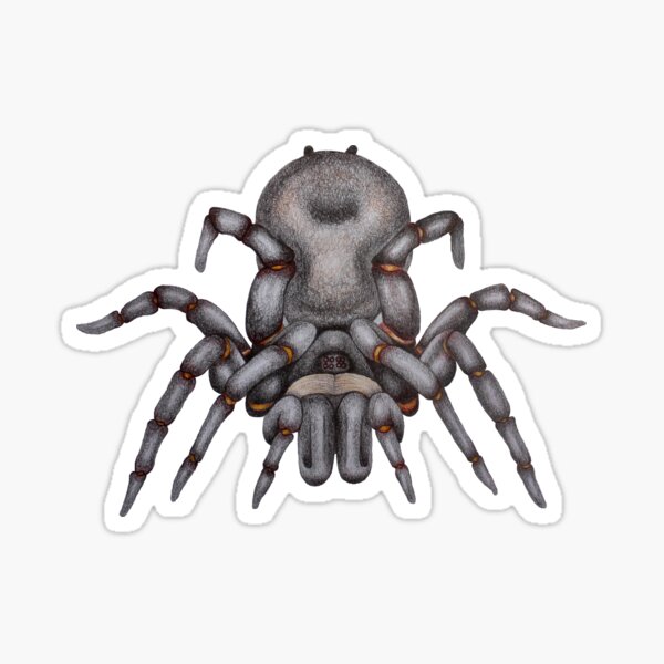 Sydney funnel web spider aka Atrax robustus Sticker