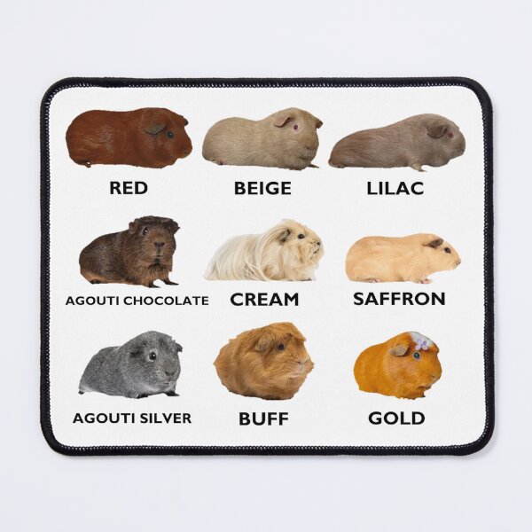 Item preview, Guinea Pig Colors Chart designed and sold by Leatherface.