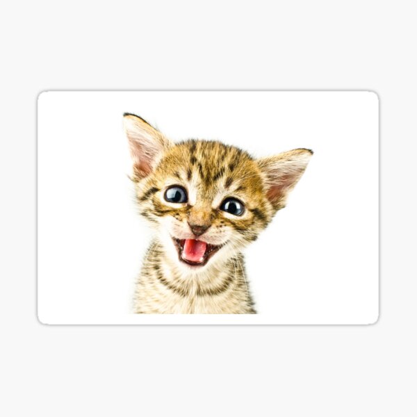 Kitten, Cat Sticker