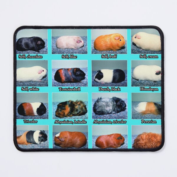 Item preview, Guinea Pig Vintage Coats Colors Chart designed and sold by Leatherface.