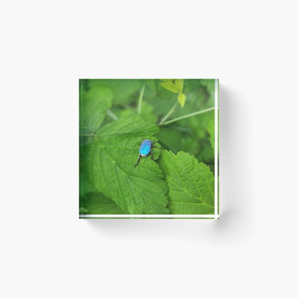 Item preview, Blue Hoplia designed and sold by Astronatural.