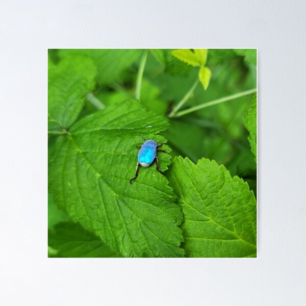Item preview, Blue Hoplia designed and sold by Astronatural.