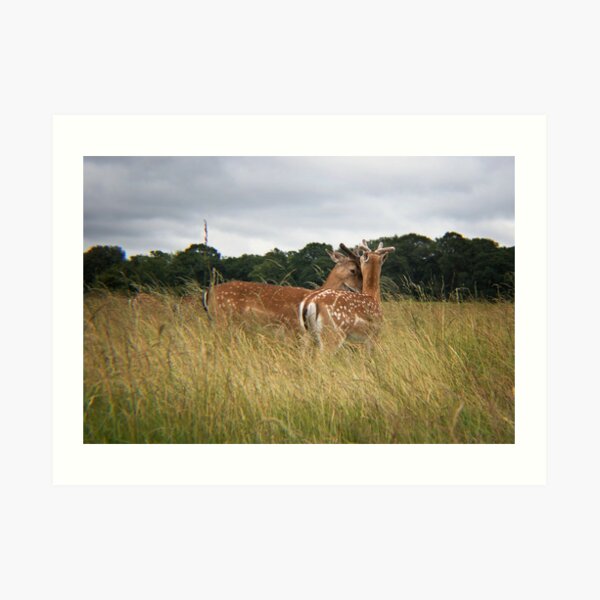 Peace in the Grass Art Print