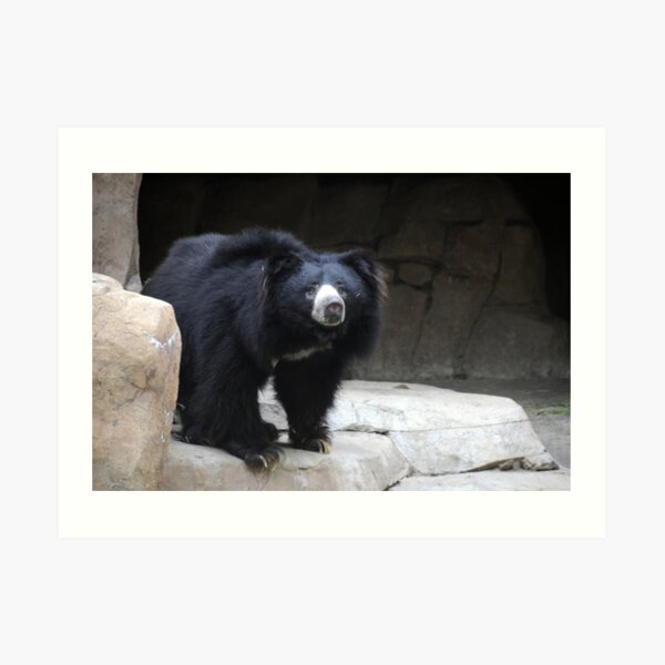 Sloth Bear Art Print