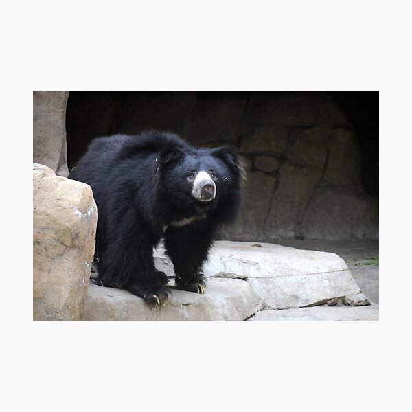 Item preview, Sloth Bear designed and sold by Anne Smyth.