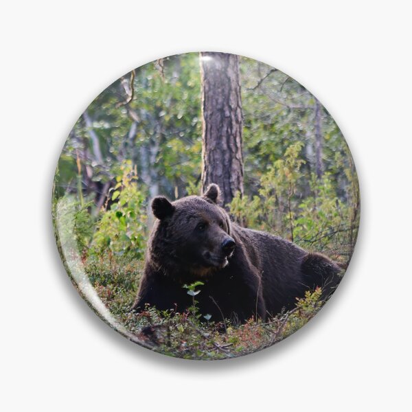 Item preview, Rest and peace. Brown bear 2025 designed and sold by Jouko Lehto Photography.