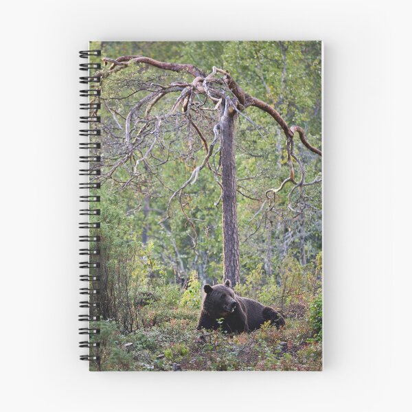 Item preview, Rest and peace. Brown bear 2025 designed and sold by Jouko Lehto Photography.
