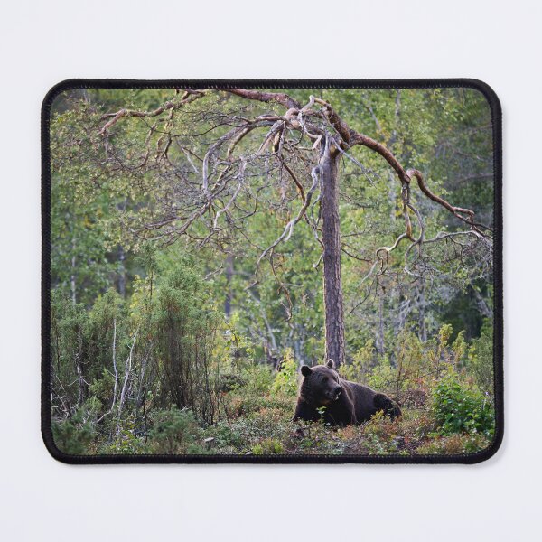 Item preview, Rest and peace. Brown bear 2025 designed and sold by Jouko Lehto Photography.