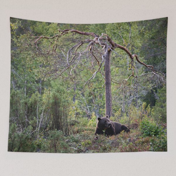 Item preview, Rest and peace. Brown bear 2025 designed and sold by Jouko Lehto Photography.