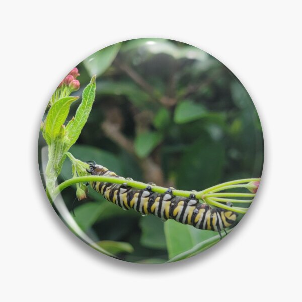 Artikelvorschau, Monarch-Raupe entworfen und verkauft von Jmb67.