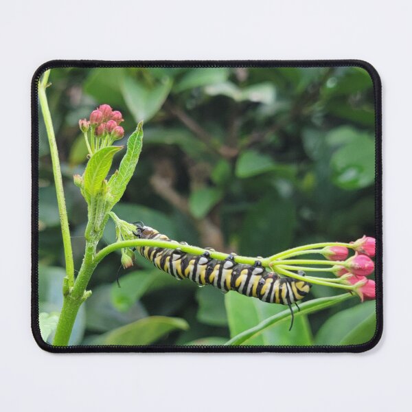 Item preview, Monarch caterpillar designed and sold by Jmb67.