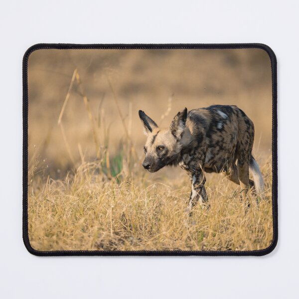 Item preview, Silent Hunter – African Wild Dog in the Golden Grass designed and sold by DavideAntoniani.
