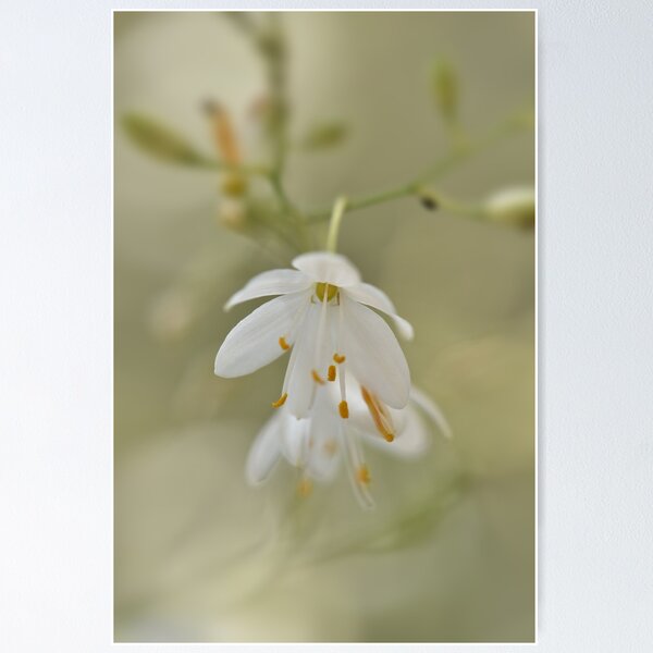 Item preview, White flowers designed and sold by Jasminka.