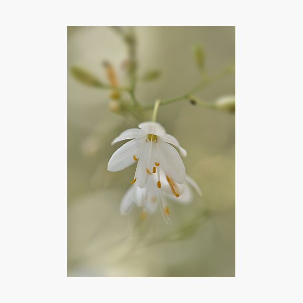 Item preview, Flores blancas designed and sold by Jasminka.