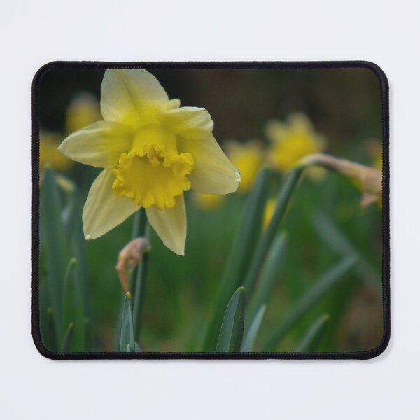 Item preview, Daffodils designed and sold by mortal perspective .