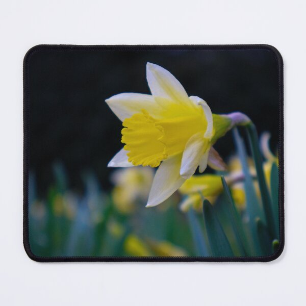 Item preview, Daffodils designed and sold by mortal perspective .