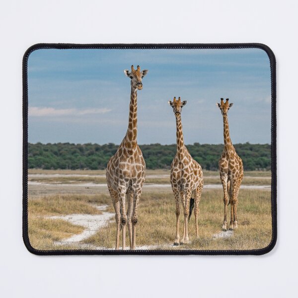 Item preview, The Tall Trio – Three Giraffes in the Open Savanna designed and sold by DavideAntoniani.