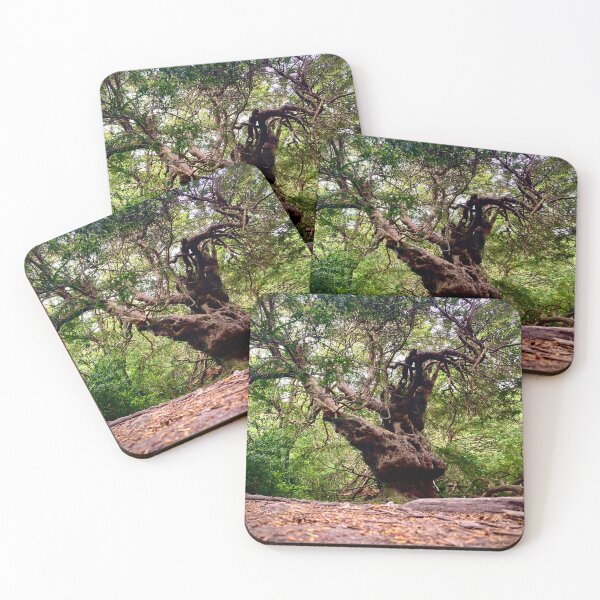 Item preview, Chichester Ancient Yews designed and sold by mortal perspective .