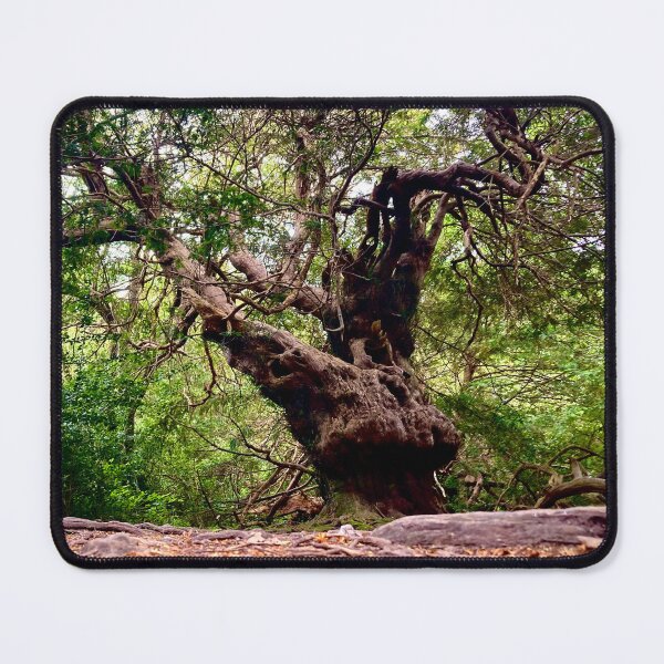 Item preview, Chichester Ancient Yews designed and sold by mortal perspective .