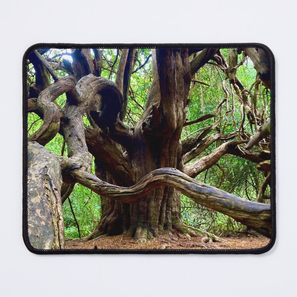 Item preview, Chichester Ancient Yews designed and sold by mortal perspective .