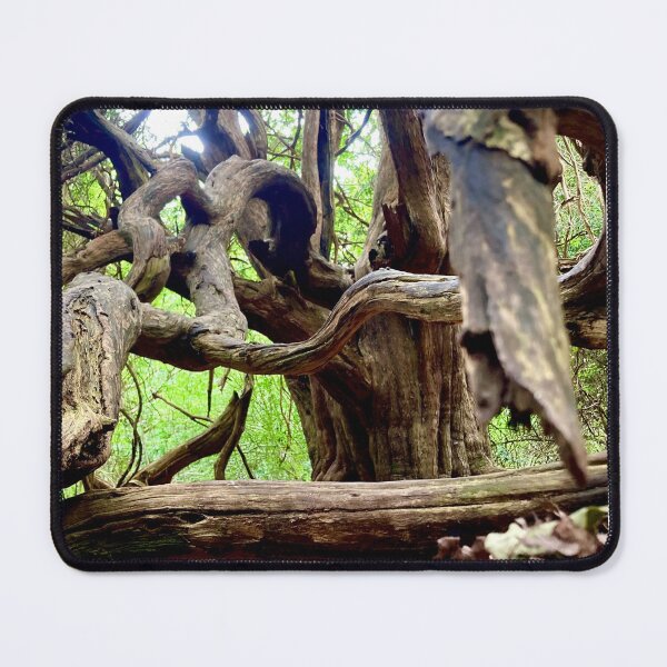 Item preview, Chichester Ancient Yews designed and sold by mortal perspective .