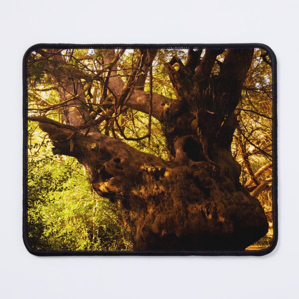 Item preview, Chichester Ancient Yews designed and sold by mortal perspective .