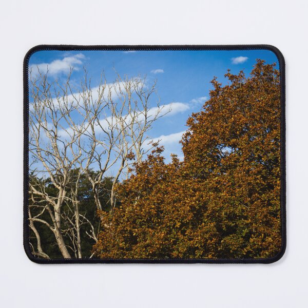 Item preview, Chichester Ancient Yews designed and sold by mortal perspective .